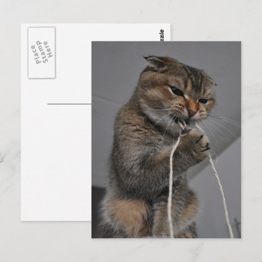 猫投げ ポストカード (正面/裏面)