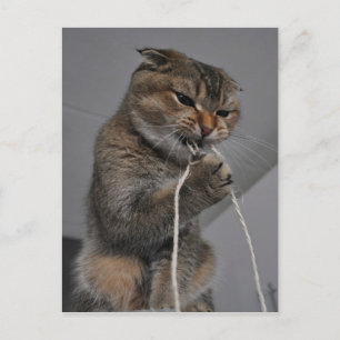 猫投げ ポストカード