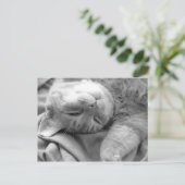 猫昼寝はがき ポストカード (スタンド正面)