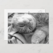猫昼寝はがき ポストカード (正面/裏面)