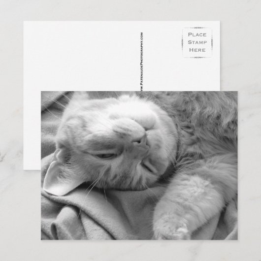 猫昼寝はがき ポストカード (正面/裏面)