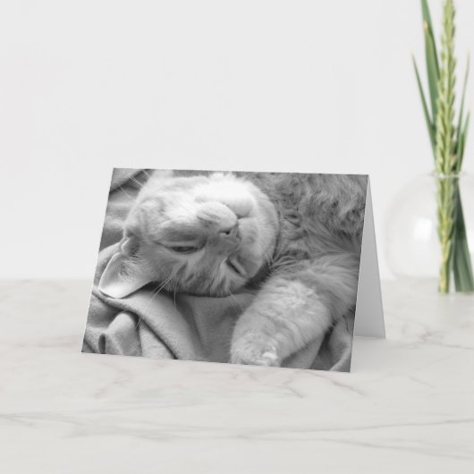 猫昼寝グリーティングカード カード (正面)