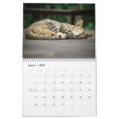 猫昼寝フォトウォールカレンダー カレンダー (3月 2027)