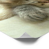 猫昼寝プリント ポスター (角)