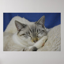 猫昼寝7ポスターセミグロス