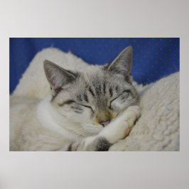 猫昼寝7ポスターセミグロス ポスター