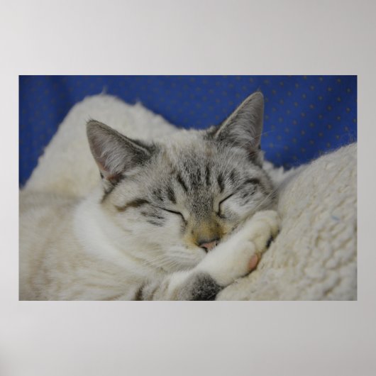 猫昼寝7ポスターセミグロス ポスター (正面)