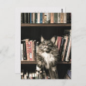 猫本棚ブックケース投函 ポストカード (正面/裏面)