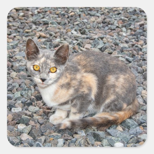 猫枕ケース スクエアシール (正面)