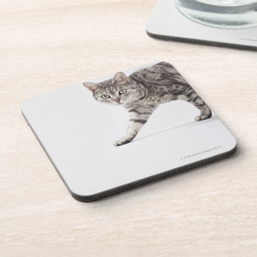 猫歩く コースター (左側)