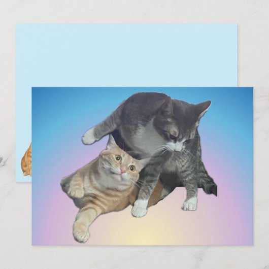 猫熱狂するたち – TazとTito Bandito (正面/裏面)