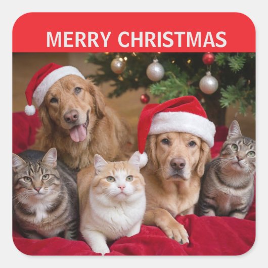 猫犬クリスマス スクエアシール (正面)