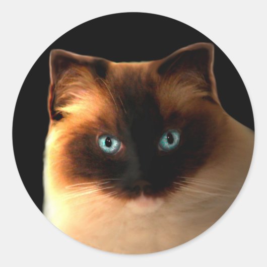 猫猫ラグドール子猫ステッカー ラウンドシール (正面)