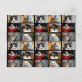 猫猫 ポストカード (正面)