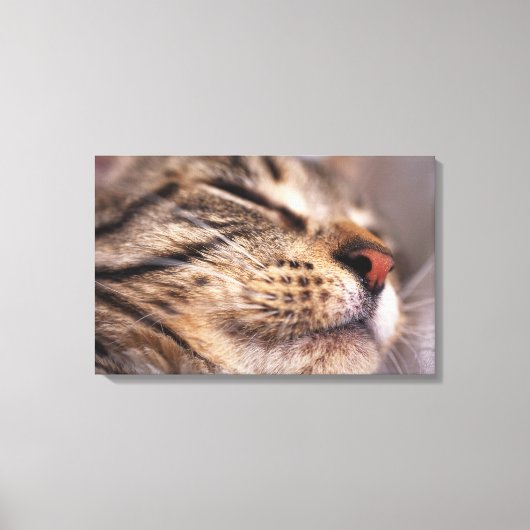 猫用のヒゲと口輪のクローズアップ キャンバスプリント (正面)