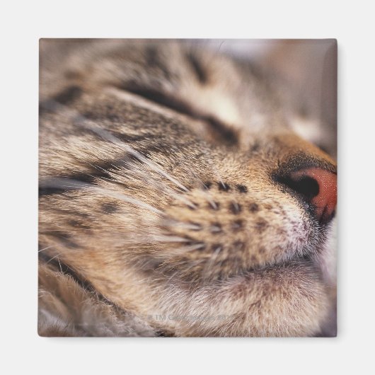 猫用のヒゲと口輪のクローズアップ マグネット (正面)