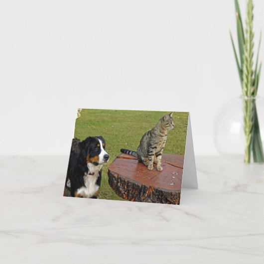 猫用のベルネーゼ山犬 サンキューカード (正面)