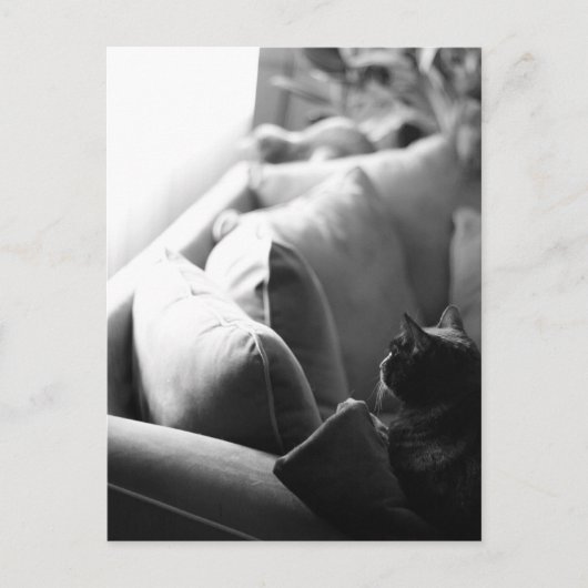 猫用の部屋はがき ポストカード (正面)