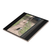 猫用セラミックタイル タイル (側面)