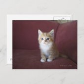 猫用ソファ ポストカード (正面/裏面)