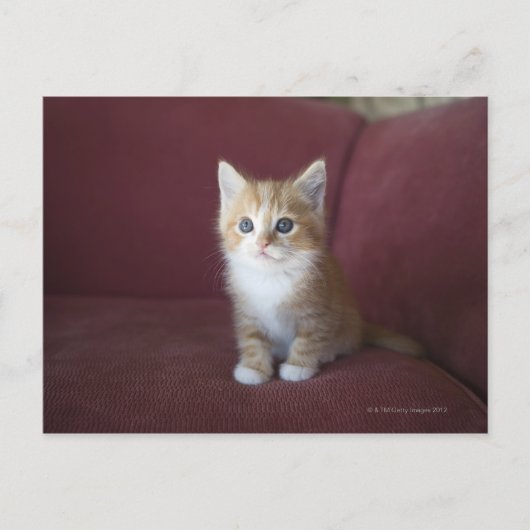 猫用ソファ ポストカード (正面)