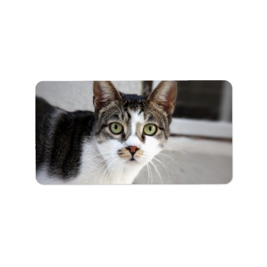 猫用住所ラベル ラベル (正面)