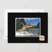 猫画像 ポストカード (正面/裏面)