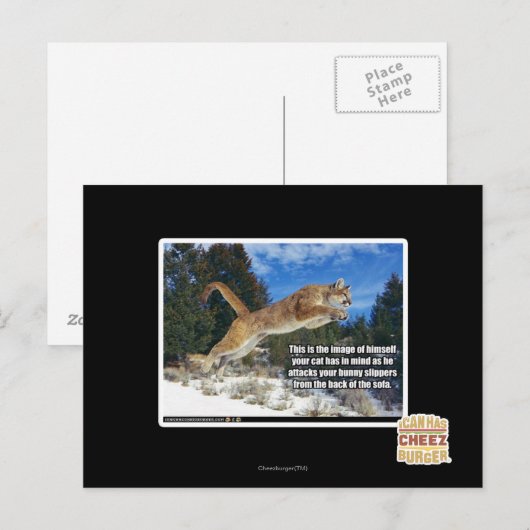 猫画像 ポストカード (正面/裏面)