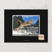 猫画像 ポストカード (正面)