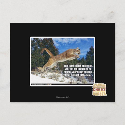 猫画像 ポストカード (正面)