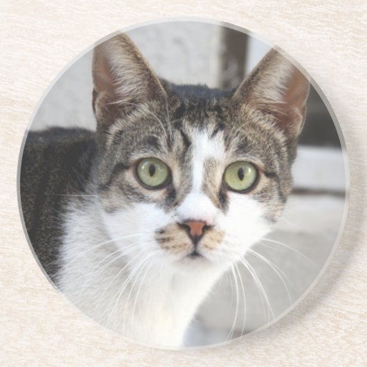 猫砂岩コースター コースター (正面)