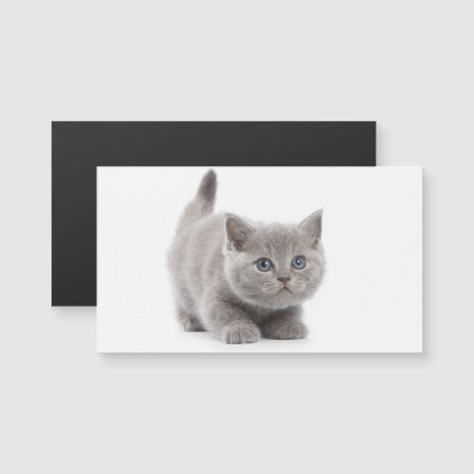 猫磁気カード (正面/裏面)