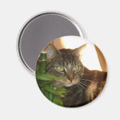 猫磁石 マグネット (正面/裏面)