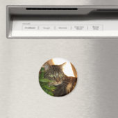 猫磁石 マグネット (インサイチュ (食洗機))