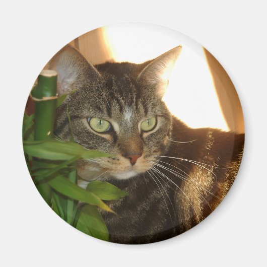 猫磁石 マグネット (正面)