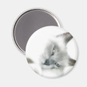 猫磁石 マグネット (正面/裏面)