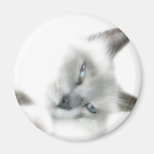 猫磁石 マグネット (正面)