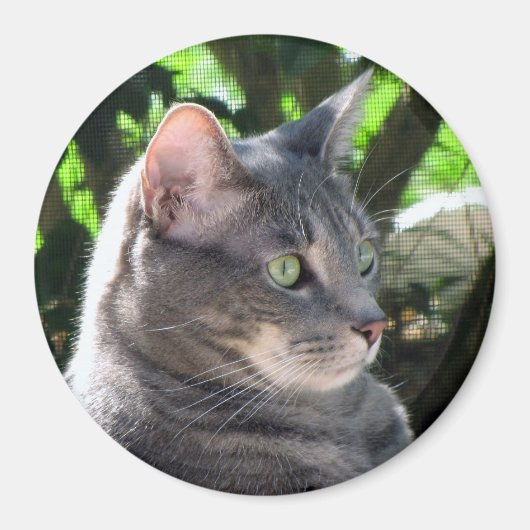 猫磁石 マグネット (正面)