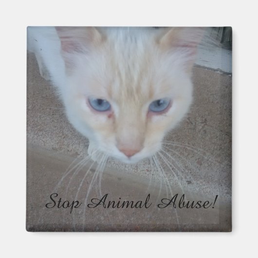 猫磁石 マグネット (正面)
