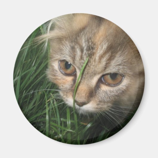 猫磁石 マグネット (正面)