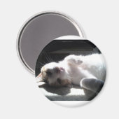猫磁石 マグネット (正面/裏面)