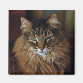 猫磁石 マグネット (正面)