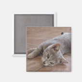 猫磁石 マグネット (正面/裏面)