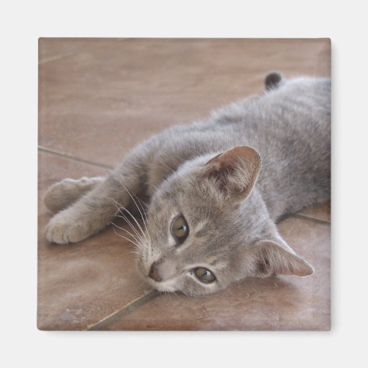 猫磁石 マグネット (正面)