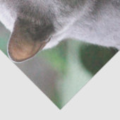 猫組織 薄葉紙 (詳細)