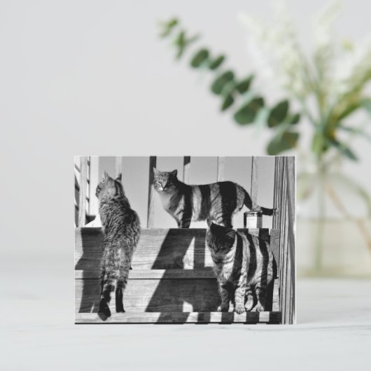 猫線 ポストカード (スタンド正面)