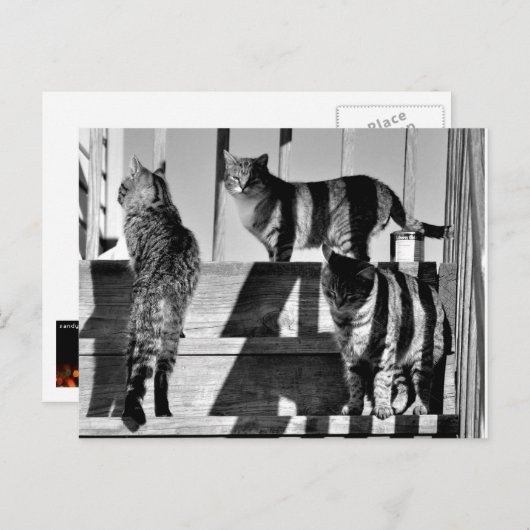猫線 ポストカード (正面/裏面)