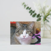 猫考えだ ポストカード (スタンド正面)