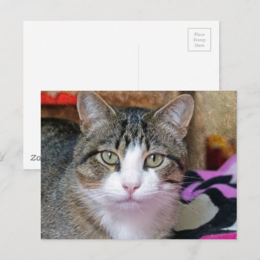 猫考えだ ポストカード (正面/裏面)