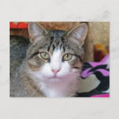 猫考えだ ポストカード (正面)